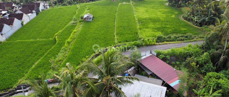 Lahan 45 Are di Temesi, Gianyar 1