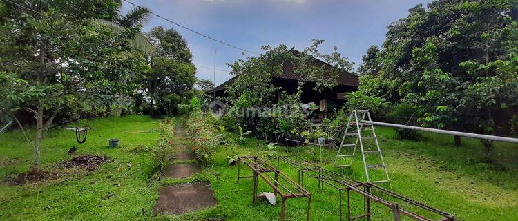 House for sale on Jl Penebel Biaung SHM Needs Renovation 1