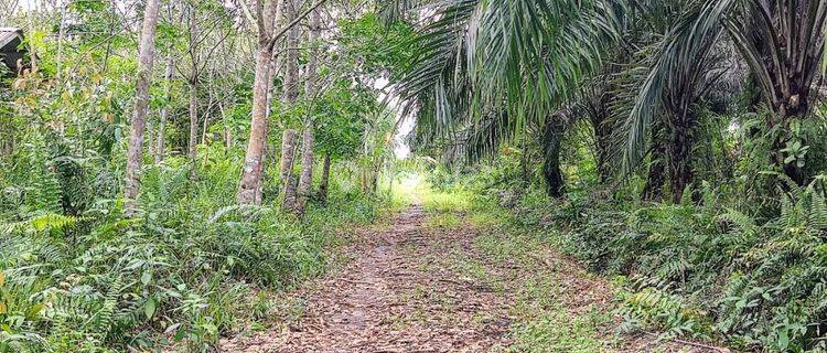 Tanah Dijual Di Jalan Danau Ilung Palangka Raya Kalimantan Tengah 1