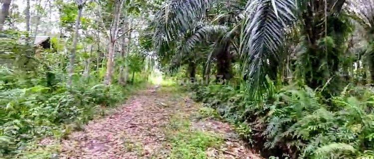 Tanah Dijual Di Jalan Danau Ilung Tjilik Riwut Palangka Raya Kalimantan Tengah 1