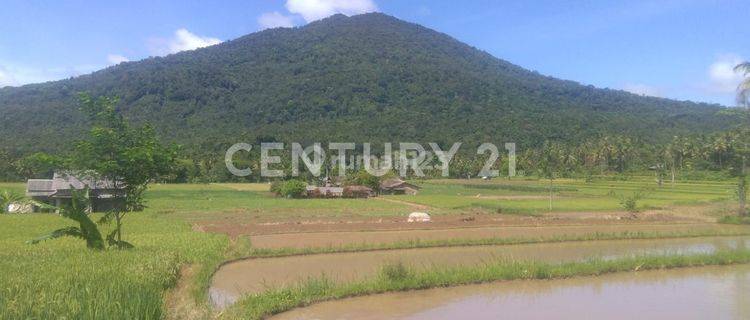 Tanah Mandalawangi Pandeglang Dikelilingi Gunung 1