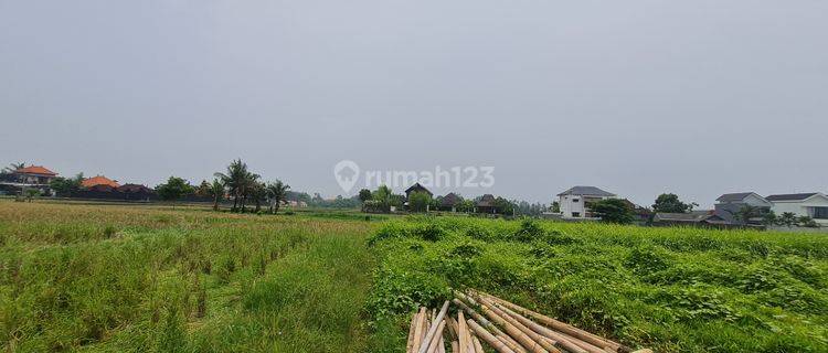 Long Lease Land Close To Kedungu Beach With Ricefield View. 1