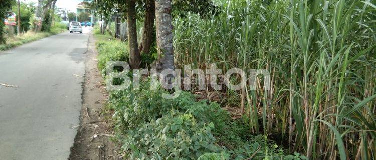 TANAH SAWAH COCOK UNTUK GUDANG DI KRAS KEDIRI 1