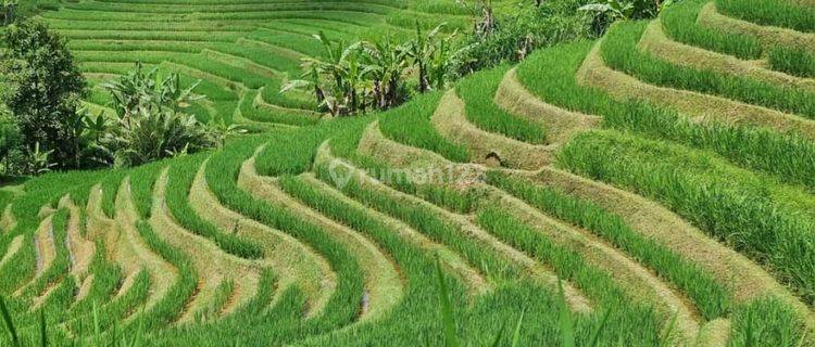 Rice field view land for sale in Tabanan Bali 1