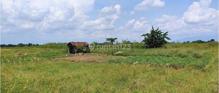 Lahan Kavling Tanah Kec. Ketanggungan Brebes Jawa Tengah 1