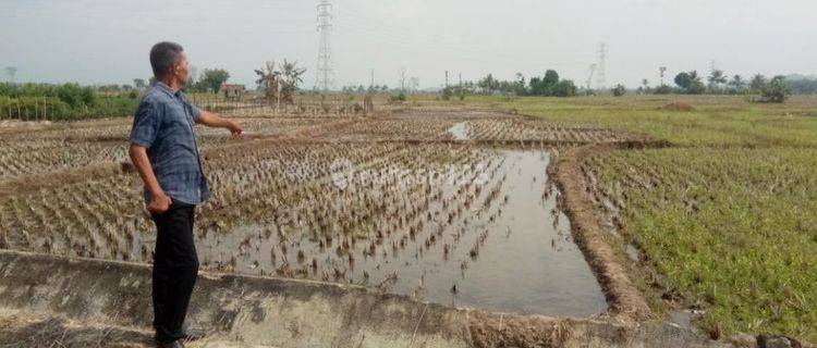 Tanah sawah produktif di Desa Way Layap 18530 SHM m² 1