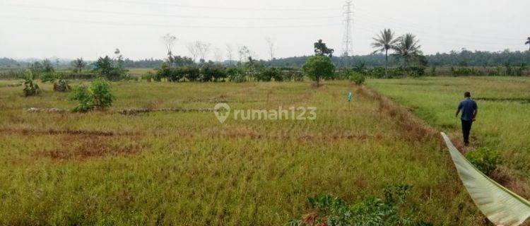 Tanah sawah produktif di Desa Way Layap 4750 SHM m² 1