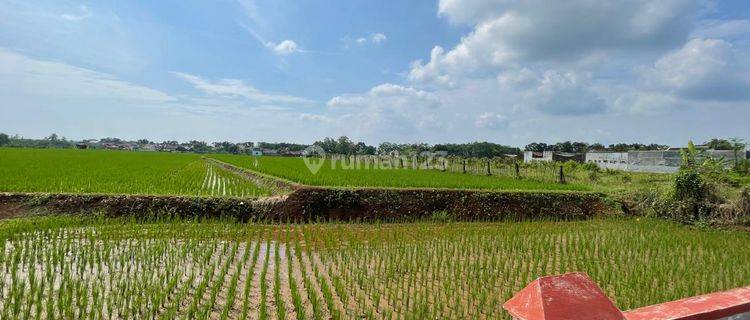 Tanah Luas Bentuk Pertanian di Tengah Kota Kajen Pekalongan 1