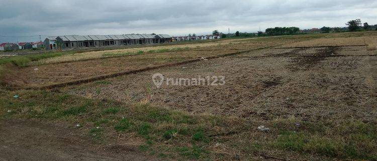 Dijual Lahan Sawah  Kawasan Industri  di Ciledug  Pabedilan 1