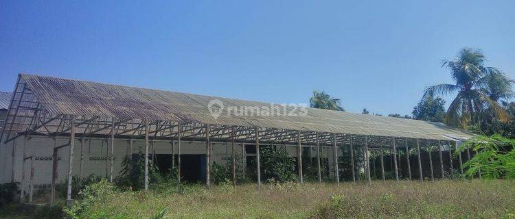 LAND + WAREHOUSE BALUK NEGARA VILLAGE 1 Ha JEMBRANA BALI 1