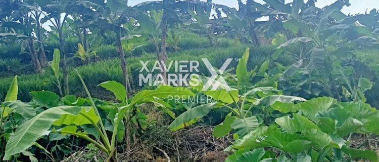 Lahan Peternakan SHM Strategis di Cepokomulyo di Kepanjen Malang 1