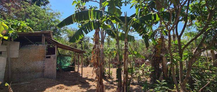 Lahan 10 Are Siap Bangun Dekat Ke Jalan Utama Jimbaran Bali 1