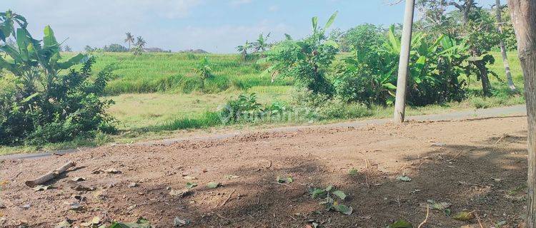 TANAH MURAH SLEMAN JOGJAKARTA, PEMANDANGAN SAWAH 1