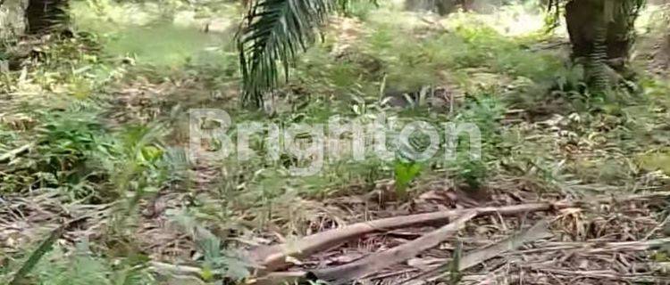 TANAH KEBUN LOKASI STRATEGIS DEKAT PERUMAHAN TALANG KELAPA BANYUASIN 1