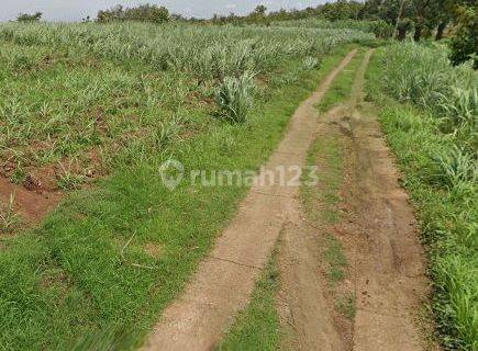 Tanah Pertanian Ngantong 72000 m2 Bareng, Jombang 1