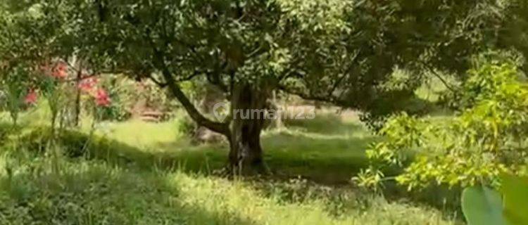 Tanah Kebun Cengkeh Lokasi Diatas Pantai SHM di Buleleng BALI 1