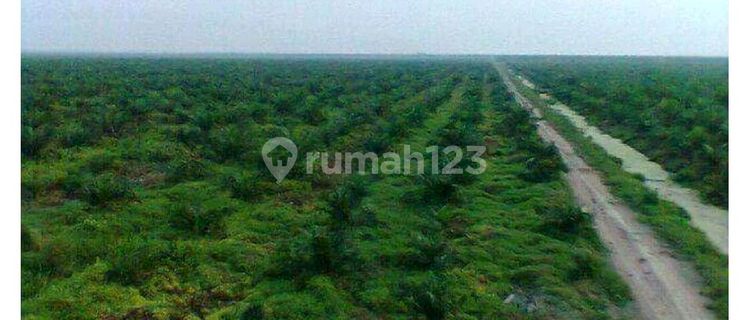 Dijual Cepat Perkebunan Sawit Di Dumai Riau 1