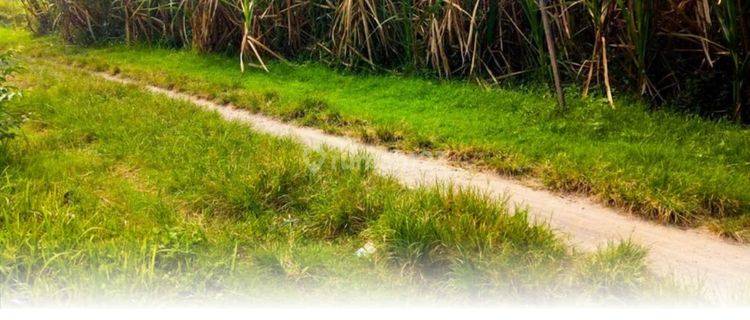 Tanah Sawah Dijual Di Kembangan, Ngasem, Kab Kediri. Dekat Dengan Perumahan Dan Rumah Kampung, Cocok Untuk Dibangun Perumahan, 15 Menit Ke Kantor Bupati, 20 Menit Ke Kantor Camat, 5 Menit Ke Tempat Hiburan & Kawasan Kuliner 1