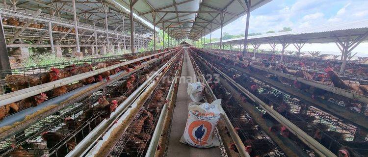 Kandang Peternakan Ayam Aktif Lahan Luas 1