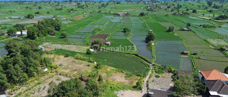 Dijual Tanah Kebun Dekat Pantai Bungkulan Buleleng 1