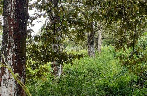 Dijual Tanah Luas 2 Hektare Di Jalan Cagak Subang 1