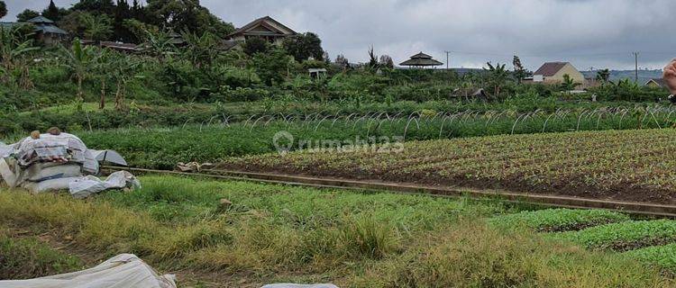 Tanah Sangat Luas, Cipanas, Cianjur, Jawa Barat 1