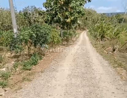 Dijual Tanah Murah Kebun Di Kabupaten Pandeglang  1