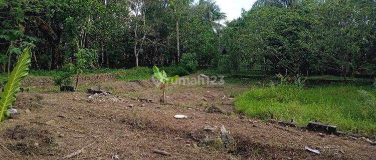 Dijual Murah Meriah Tanah di Jasinga Bogor Jawa Barat  1