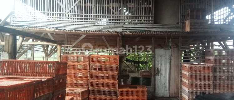 Dijual / Take Over Peternakan Ayam Aktif, Tambak Lele, Toko Dan Rumah Luas Bangunan Baru Di Ciparay 1