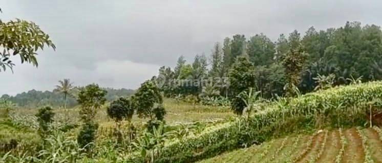 Dijual Tanah 19.085m2 Cocok Untuk Perkebunan Peternakan Sukabumi  1