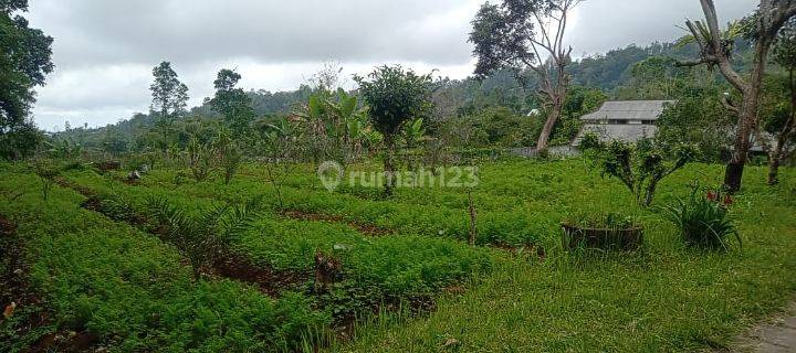 For sale 2.4ha land @baturiti, Tabanan, Bali 1