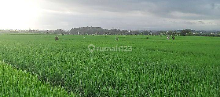 Dijual tanah 1,25ha Dekat Soori Bali @Kelating, Tabanan, Bali 1