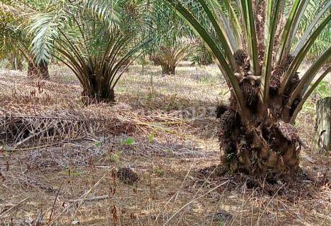 Tanah dijual 4 hectar daerah sepaku di IKN 1