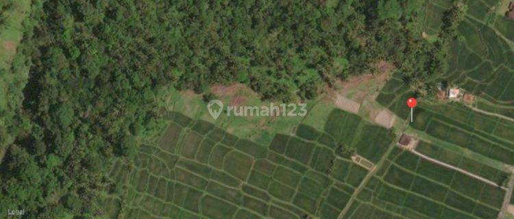 Di Jual Tanah 4 Hectare Di ubud 1