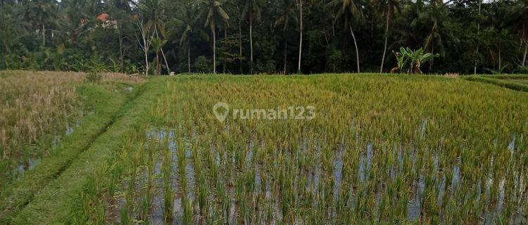 Sewa Tanah Jangka Panjang Ubud Gianyar Bali Indonesia  1