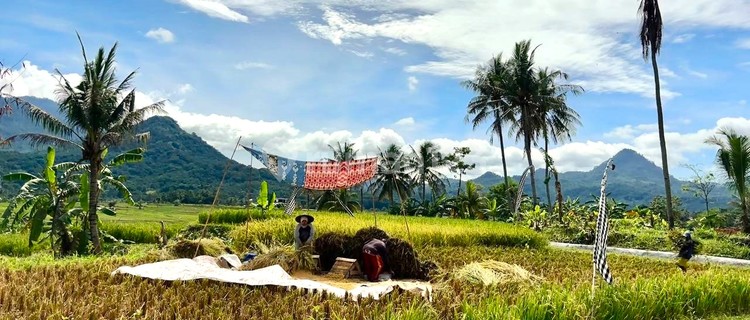 INVESTASI KAVLING SAWAH MASA KINI BISA PANEN PADI SENDIRI 1