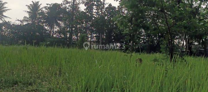 Dijual Murah Tanah Kavling di Jl Raya Petir Komplek Taman Pipitan Indah, Serang 1