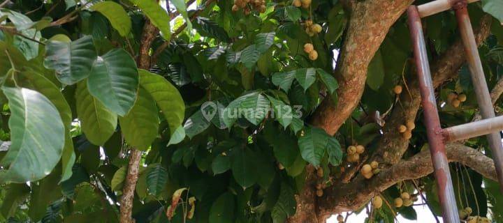 Dijual Perkebunan Buah buahan Yang Masih Produktif 1