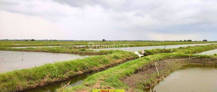 Tanah Tambak Luas di Kiajaran Kulon 6720 m² SHM 1