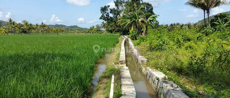 Dilelang Sawah Dekat Jalur Irigasi 1