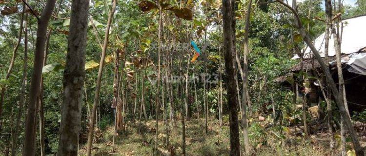 Y069 Dijual Murah Tanah Kebun, Lahan di Prigen Pandaan, Malang 1