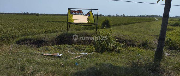 Tanah Luas Startegis di Pinggir Jalan Raya Semarang Purwodadi 1