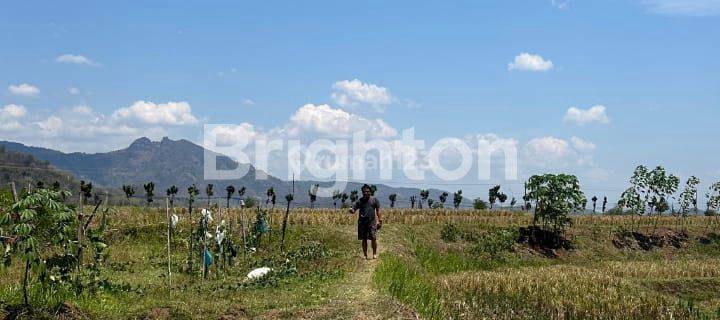 TANAH SAWAH DI DAERAH KRISAK WONOGIRI 1