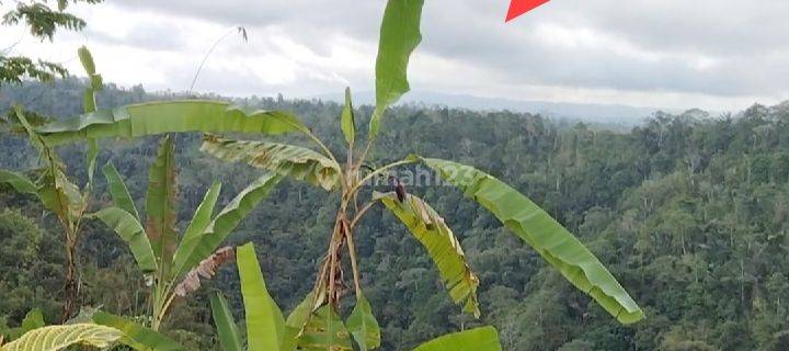 Dijual Tanah 188 Are View Lembah Pelaga Petang Badung 1