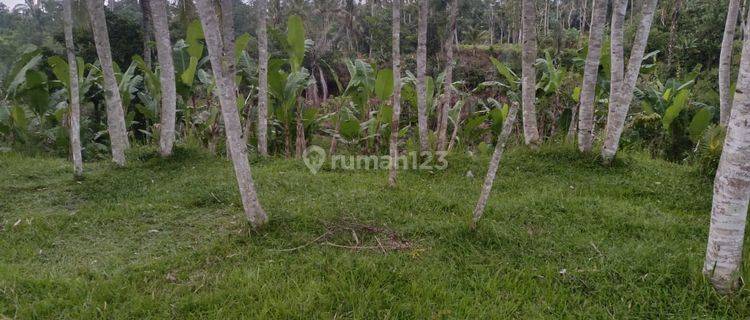 Dijual Tanah 54 Are View Sawah,jungle Los Sungai Tegallalang 1