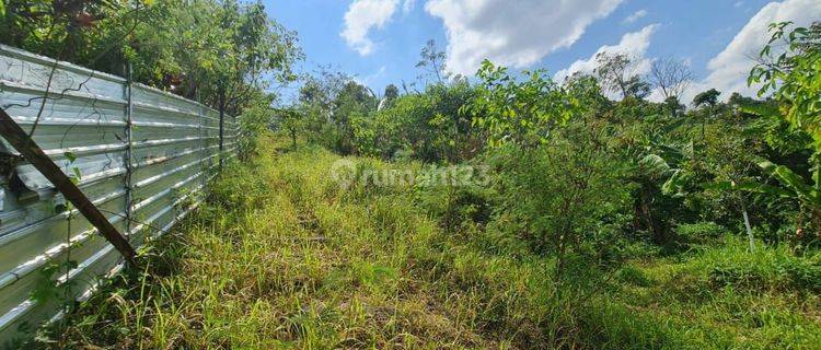 Dijual Tanah Kebun 1,56 Hektar Busung Biu Buleleng 1