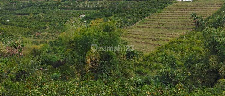 Tanah Zona Kuning di Dau Cocok Untuk Perumahan  1