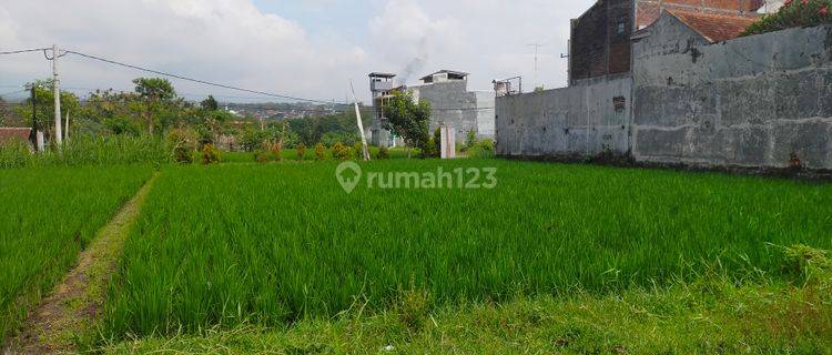 Lahan Sawah Cocok Untuk Rumah Kos di Merjosari 1