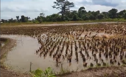 Sawah di Indihiang Tasikmalaya Jawa Barat Lokasi Strategis  1