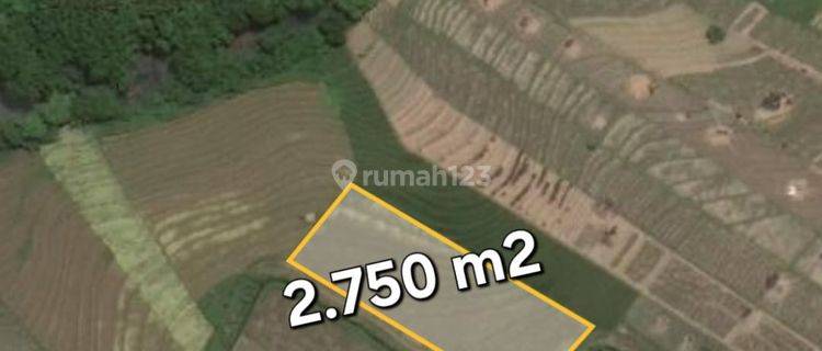 Beautiful Ricefield View Land Leasehold 27 are in Kelating Beach 1